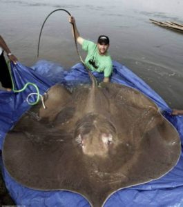 rays mascot steve irwin